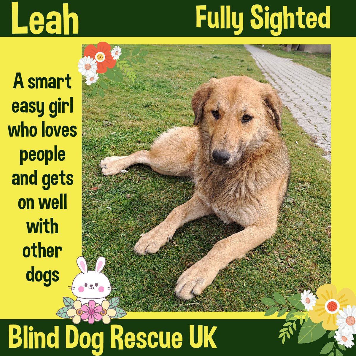 #rehomehour LEAH is medium-sized & was born around August 2022. She is fully sighted. She is friendly with humans & other dogs, a smart, obedient & playful pupster who is a very easy dog. See Leah here: youtube.com/shorts/gNJZ295… She would love a home with a garden & can live with