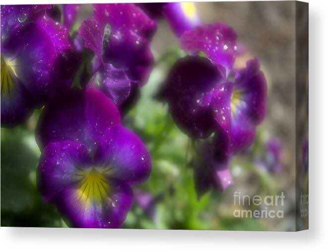 Lovely purple violas ready to purchase at Fine Art America!

#violas #viola #flowers #pansies #gardening #garden #edibleflowers #violaworld #art 

fineartamerica.com/featured/breat…