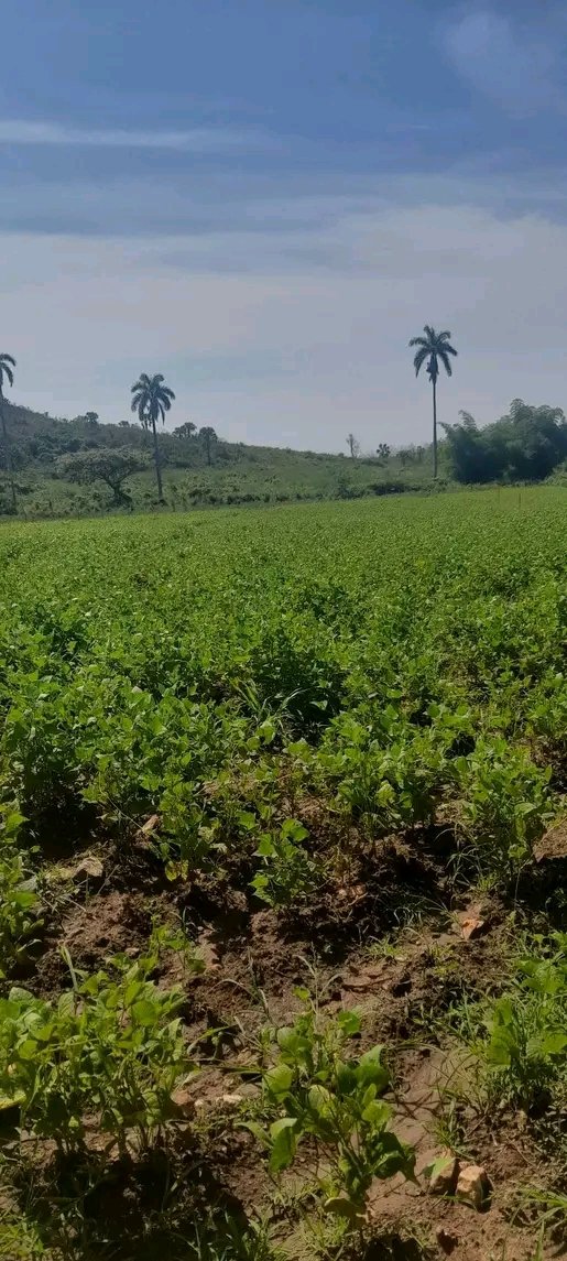 #AnapSanctiSpíritus El empeño de Yamila de que la finca Tierra Brava tenga resultados positivos es muestra el cultivo del frijol,Campesina del Municipio de Sancti Spíritus ella es #GenteQueSuma #AnapCuba <a href="/Eidy97661881/">ANAP ESPIRITUANA</a> <a href="/FelixDuarteOrte/">Félix Duartes Ortega</a> <a href="/OsmaniPerez18/">Osmani Pérez Márquez</a> <a href="/SarduyYamila/">Yamila Sarduy Martínez</a>