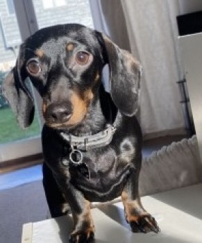 millypod1's tweet photo. 🆘27 MAY 2024 #Lost MILA #ScanMe #Tagged #SausageArmy
YOUNG Black /Tan Dachshund Miniature Female
Next to #B1050 between #Longstanton &amp; #BarHill #CB24 South #Cambridgeshire
https://t.co/cr2UG6MZKY https://t.co/tTGLfaYF9L