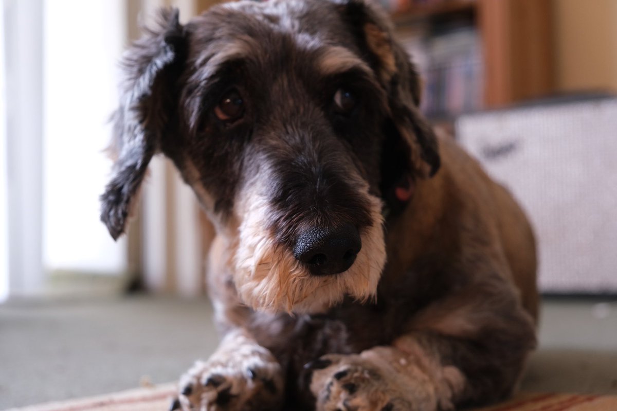 Thank you for all the kind messages and sorry we couldn’t reply to all. Dolly’s on a course of antibiotics, the paw is looking a lot better and todays been restful. 🥰