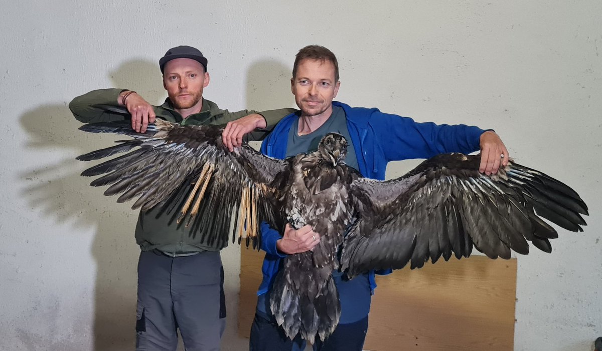 Beide junge Bartgeier für unser Wiederansiedlungsprogramm im Nationalpark Berchtesgaden sind soeben hier angekommen. Jetzt werden, unter großem Medieninteresse, die Satellitensender angebracht. Morgen geht es dann hoch in die Auswilderungsnische! #Artenschutz ist aufregend!