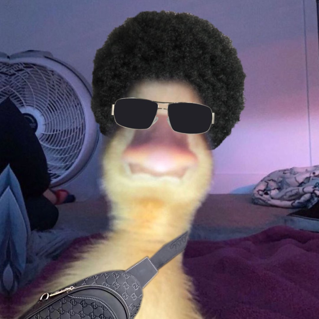 Quack

#NewProfilePic @haroldtheduck_