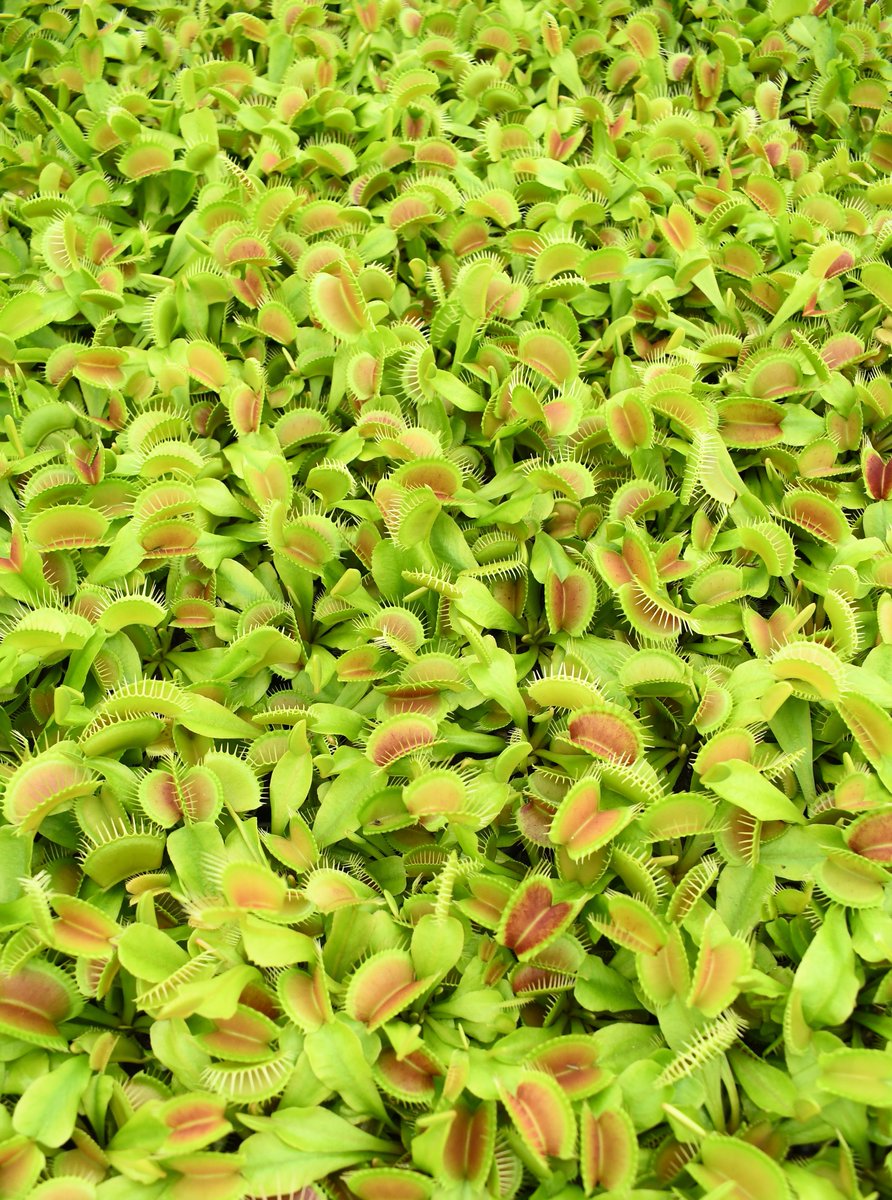 Looking for a unique addition to your plant? Our Venus fly trap is both beautiful and fascinating! 🌿 
#PlantParents #colasantifarmsltd #colasantifarms #wholesaleplants #carinvoursplants