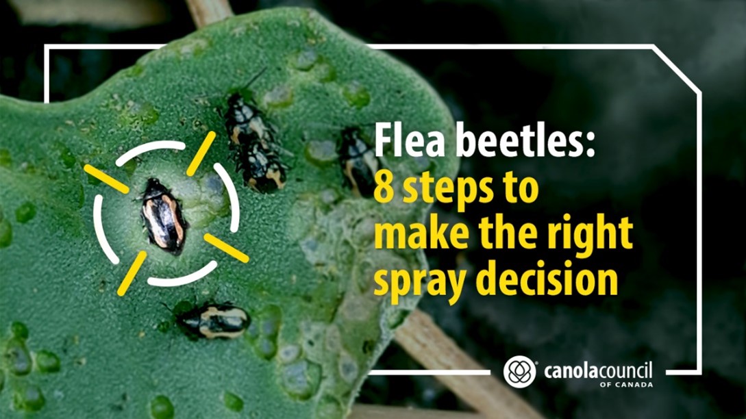 canolacouncil's tweet photo. There are several important steps involved with deciding to spray for flea beetles. 

This @CanolaWatch article outlines the steps to make the right spray decision: https://t.co/rzTVJ2dWH6 https://t.co/kJxB4jI2RD