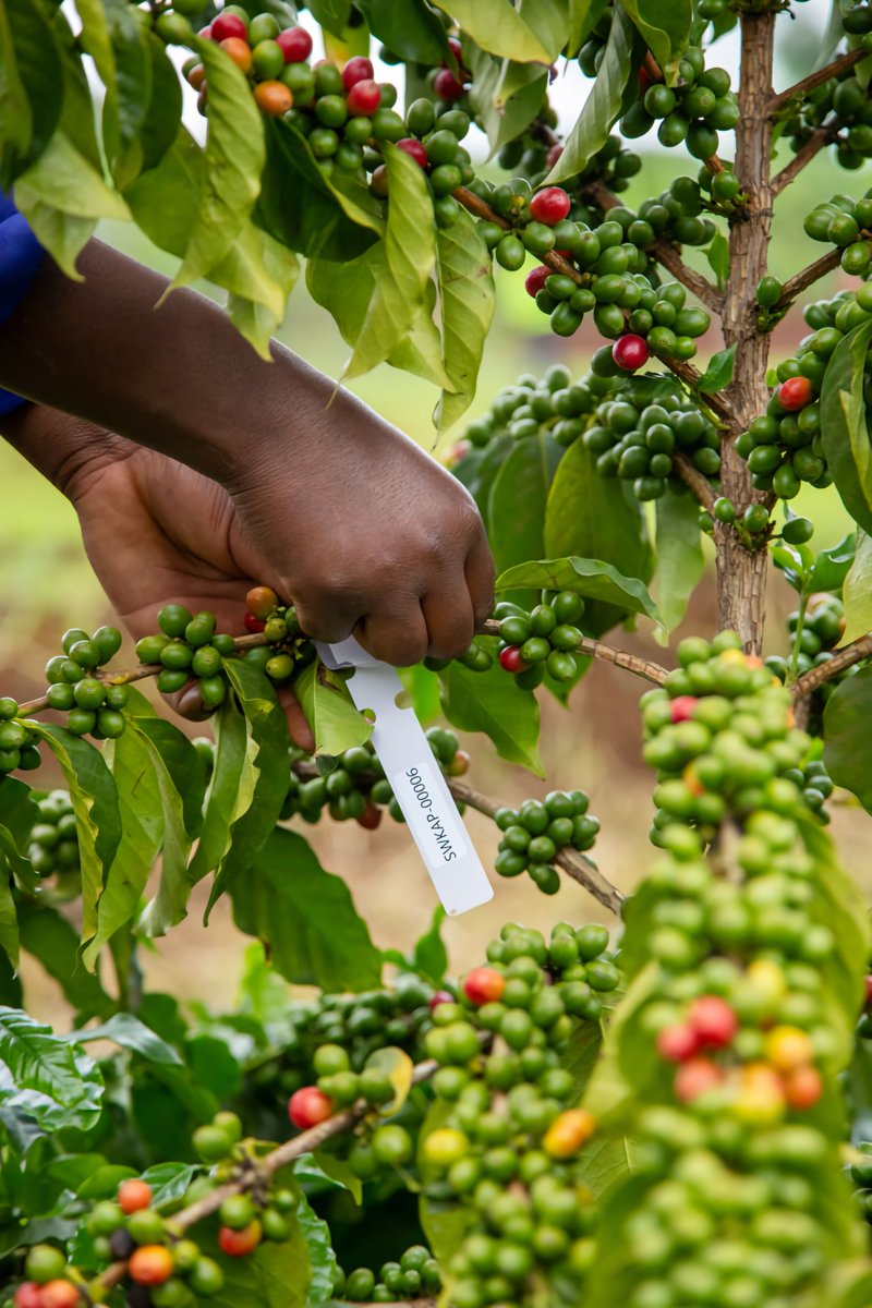 SINGLE ORIGIN & TRACEABILITY:

What makes us truly unique at @SeraWildCoffee, is that we introduced coffee tags on our farm to ensure traceability, transparency, and quality control, allowing us to share the story behind each bean and connect consumers with the smallholder