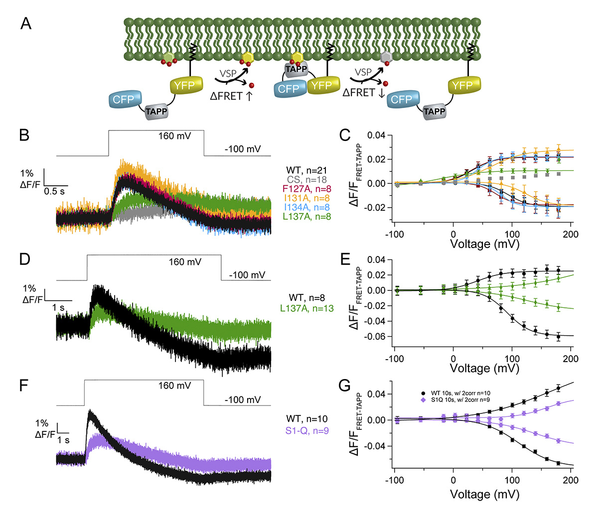 Journal of General Physiology (@jgenphysiol) on Twitter photo Hydrophobic residues in S1 modulate enzymatic function and voltage sensing in voltage-sensing phosphatase. A new study from Vamseedhar Rayaprolu, Susy Kohout <a href="/SK_voltage/">Susy Kohout</a> and colleagues <a href="/montanastate/">Montana State University</a> <a href="/coopermedschool/">Cooper Medical School of Rowan University</a>: hubs.la/Q02xZF3R0
#Biophysics #lipids #membranes Hydrophobic residues in S1 modulate enzymatic function and voltage sensing in voltage-sensing phosphatase. A new study from Vamseedhar Rayaprolu, Susy Kohout <a href="/SK_voltage/">Susy Kohout</a> and colleagues <a href="/montanastate/">Montana State University</a> <a href="/coopermedschool/">Cooper Medical School of Rowan University</a>: hubs.la/Q02xZF3R0
#Biophysics #lipids #membranes