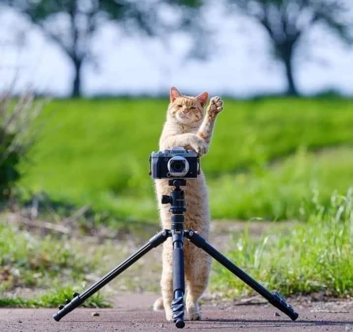 It's photoshoot day! All you cats, move a bit to your right! Then, we can go back to reading the wonderful mysteries from Cozy Cat Press! Check out our hundreds of titles at: cozycatpress.com #cozymystery #cats #read #books