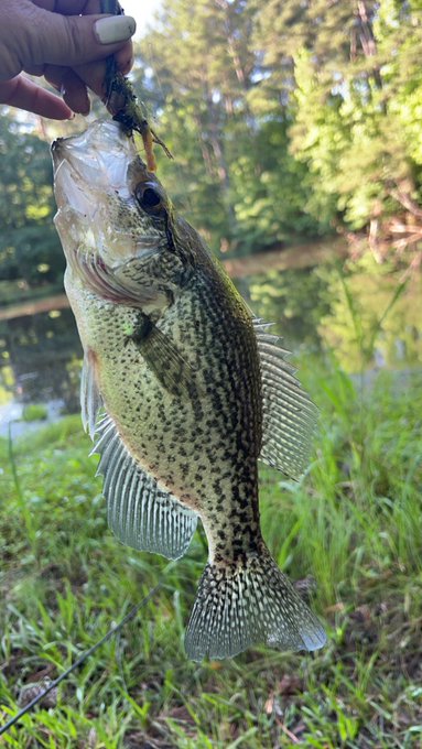 I got the first catch and got a pretty good sized one 😊 #IStayOutfishingTheMen #GirlswhoLoveToFish https://t<a href="/tag/istayoutfishingthemen"class="tags"><span>#istayoutfishingthemen</span></a><a href="/tag/girlswholovetofish"class="tags"><span>#girlswholovetofish</span></a>