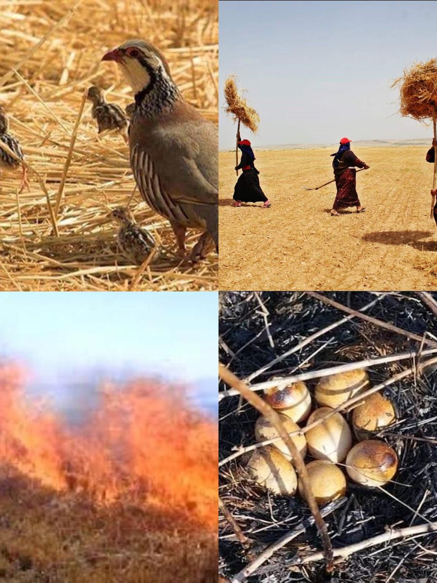 “Anızı yakma, toprağını verimsizleştirme” 
“Anızı yakma, geleceği karartmayalım..."
Dünyada ve ülkemizde olmasını istemediğimiz anız yakma işlemi için İlimizdeki tüm yetkileri bu konuda hassasiyete değil göreve davet ediyoruz.