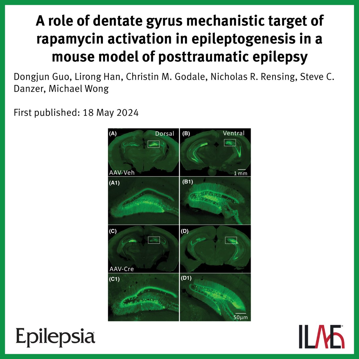 Key point: 'AAV-Cre-injected mice exhibited a decrease in incidence of posttraumatic seizures following CCI injury, suggesting that mTOR activation in dentate gyrus contributes to epileptogenesis in posttraumatic #epilepsy.' @EpilepsiaJourn: doi.org/10.1111/epi.18…