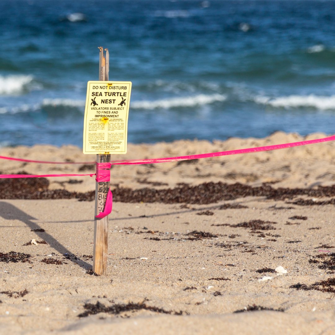 They’re back! Sea turtle nesting season is in full swing on #Florida beaches. Here is a friendly reminder to leave the beach the way you found it - clean and flat!
#keepflbeautiful #seaturtles #leavenotrace