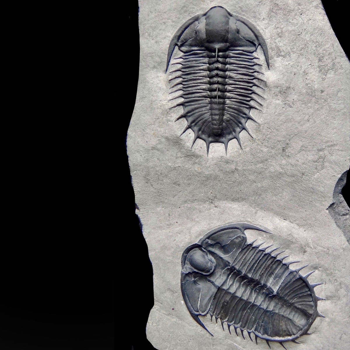Happy Trilobite Tuesday! In recent years, the process of trilobite preparation has risen to new heights thanks to technological advancements. The detailed preparation of this pair of 500-million-year-old Olenoides superbus—featuring a row of free-standing spines running along the