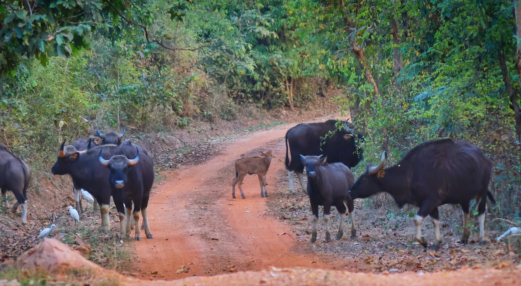 Witness the majestic Indian Bisons on your next #JungleSafari adventure! Explore the wild wonders of #DebrigarhWildlifeSanctuary
📱6372907291
#HirakudWildlifeDivision
@ForestDeptt @pccfodisha @PCCFWL_Odisha @incredibleindia @odisha_tourism @PureOdisha @Odisha_Travels @ChaloOdisha