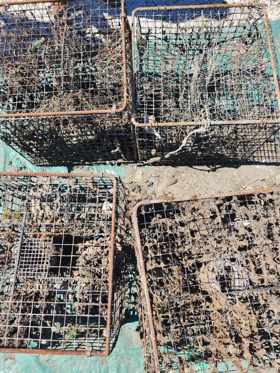 TWO DAYS to submit proposals for @VIMS_News National Fishing Trap Removal, Assessment, and Prevention (TRAP) Program that support removal of derelict fishing traps throughout coastal waterways nationwide. Proposals are due May 30 #FundingOpportunity blog.marinedebris.noaa.gov/special-fundin…