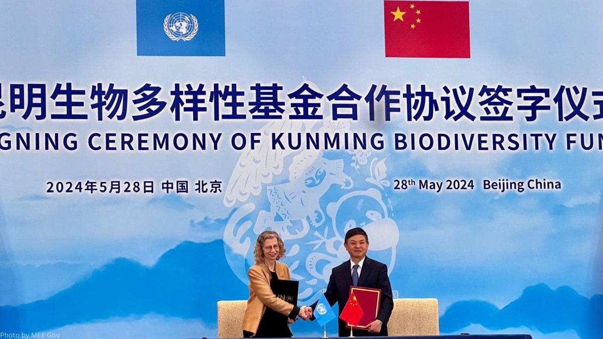 News: to close the financing gap to meet the #BiodiversityPlan targets and boost efforts to reverse loss, China and UNEP launched and signed agreement to co-chair new Kunming Biodiversity Fund. @andersen_inger statement: bit.ly/4aITqFs