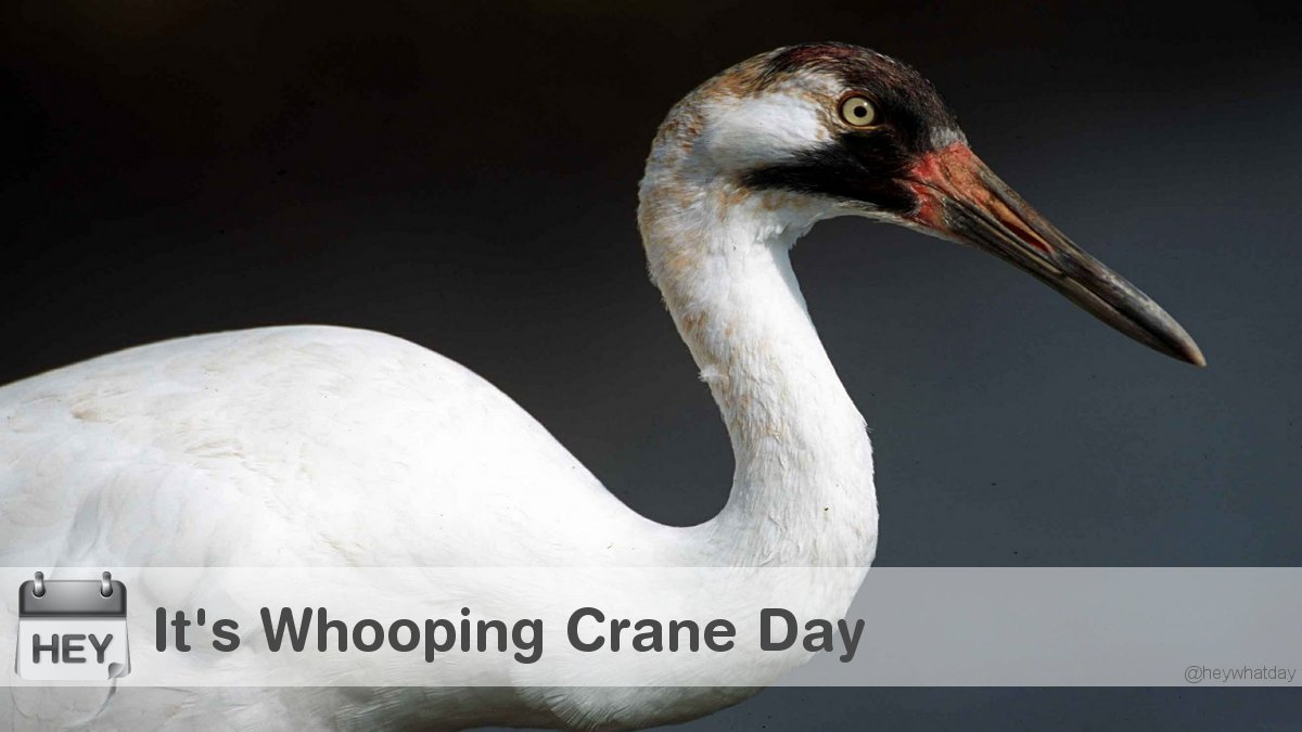 It's Whooping Crane Day! #WhoopingCraneDay #Whoop #Bird