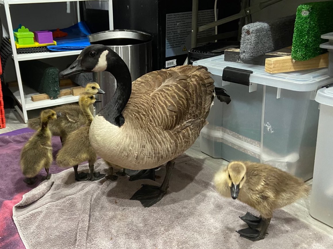 Members of our staff were able to rescue the 6 goslings and remaining parent during 2 separate attempts. Despite our very limited space during this peak season, the family is safe, well fed and getting time in the pool. We’re treating them all for bumblefoot.