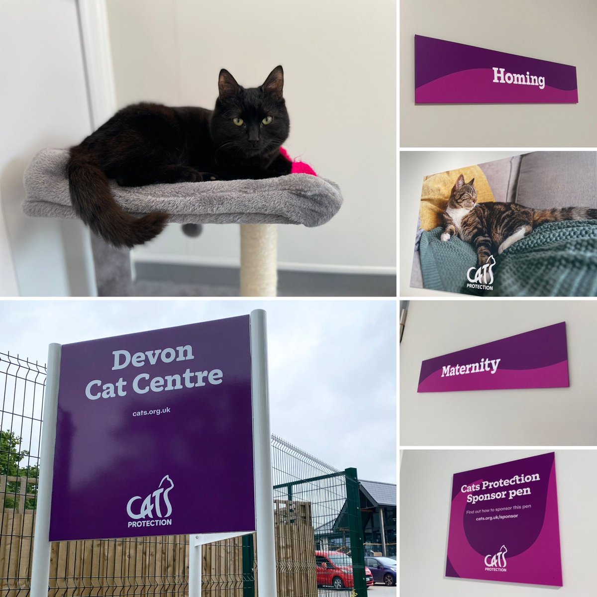 Our new signs have arrived this week! They are looking fab with the new #CatsProtection branding and colours. Looking to adopt a feline companion? 🐱 All of our cats available for adoption are listed on our website: cats.org.uk/axhayes #DevonCatCentre #AdoptDontShop