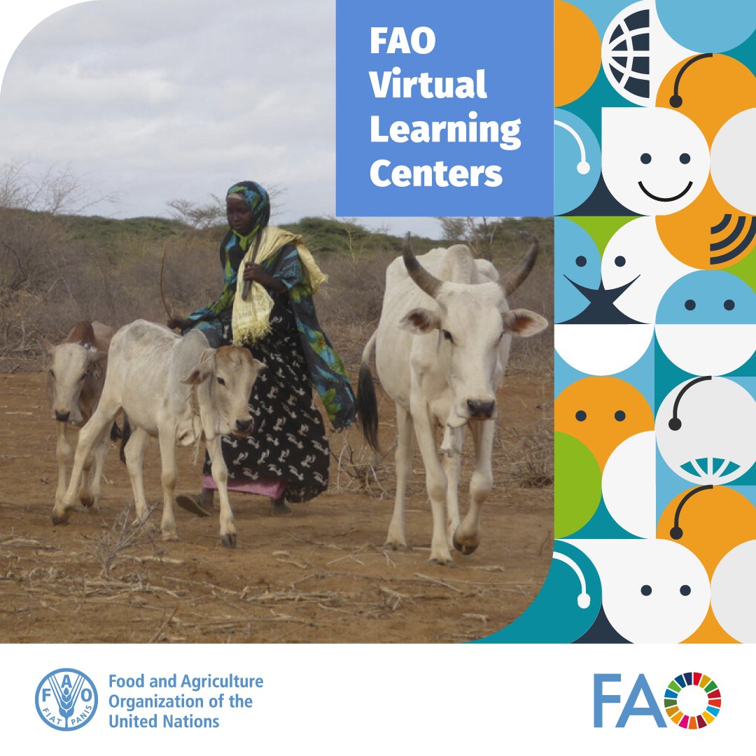 Climate change poses challenges to sustainable livestock farming globally.

Join the <a href="/FAO/">Food and Agriculture Organization</a> Virtual Learning Centers open-access course on #climatechange adaptation in the livestock sector for insights into climate related risks within livestock production.

bit.ly/4dc1YqX