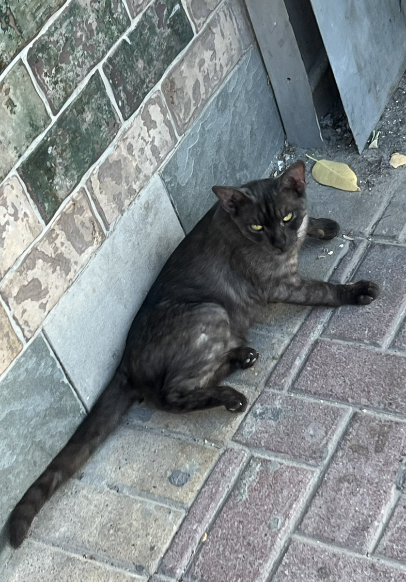 such a beautiful cat 🐈 

Pic: May 28-2024
#Manama, #Bahrain 
#arabianmau