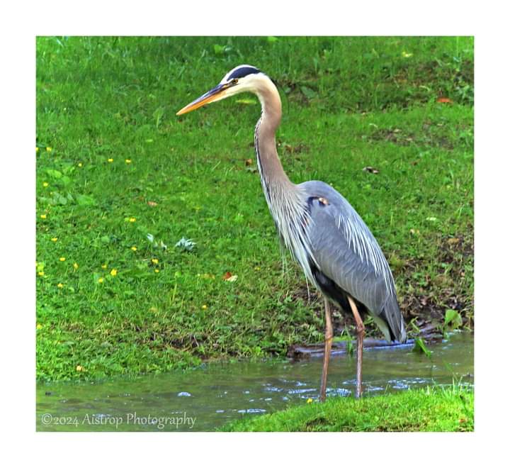 The blue heron is showing patience while fishing for its late evening supper.  

#blueheron #nature #bird #wildlife #wildbirdphotography #wildlifephotography