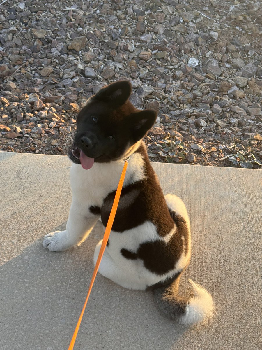 314_chris's tweet image. Ended up getting this giant puppy 😵‍💫he just turned 4months today lol 🐻wanted a bear so got the closet thing I could get to it #workoutpartner