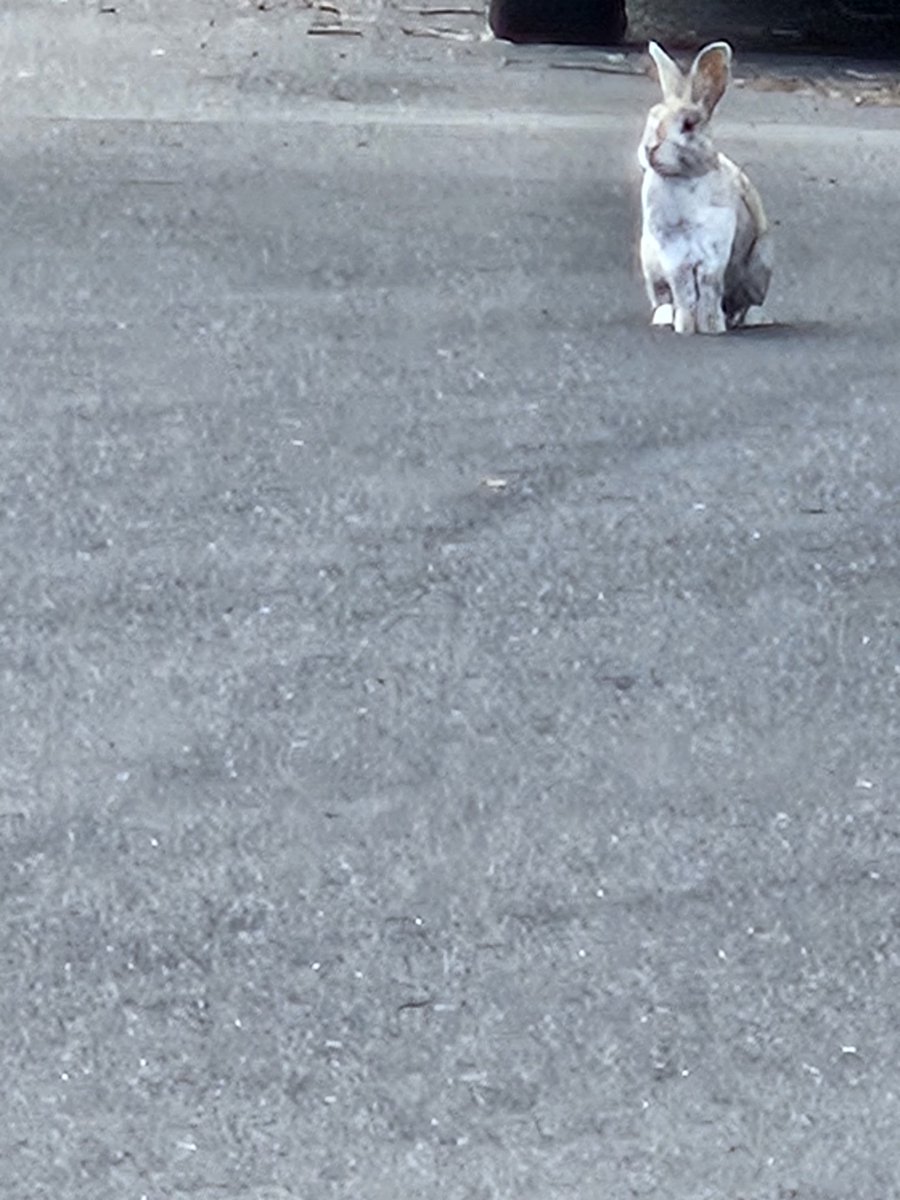 YesIAmIsYes's tweet photo. Wild rabbits in my neighborhood, whack https://t.co/ZV5M0zeIhH
