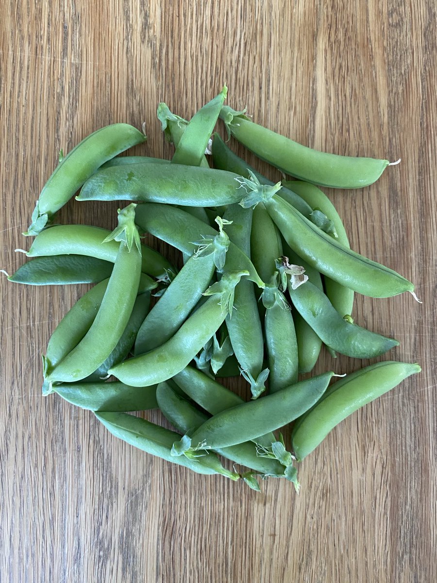 Give peas a chance #homegrown #vegtalk #gardening #polytunnel