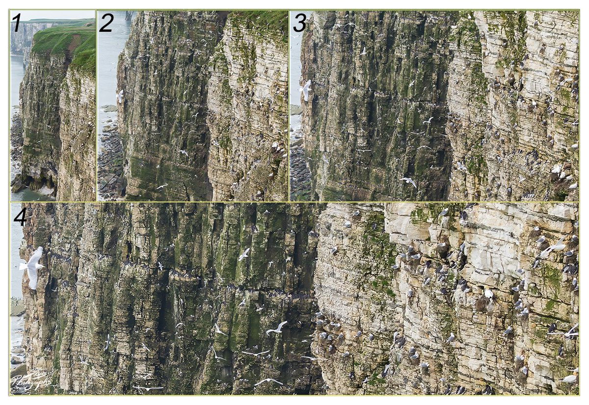 4 different zoom levels of the same images taken @Bempton_Cliffs to try and show the scale of the cliffs and the population of seabirds that use them. @Natures_Voice 

#TwitterNatureCommunity #SeaBirds #Conservation #Wildlife