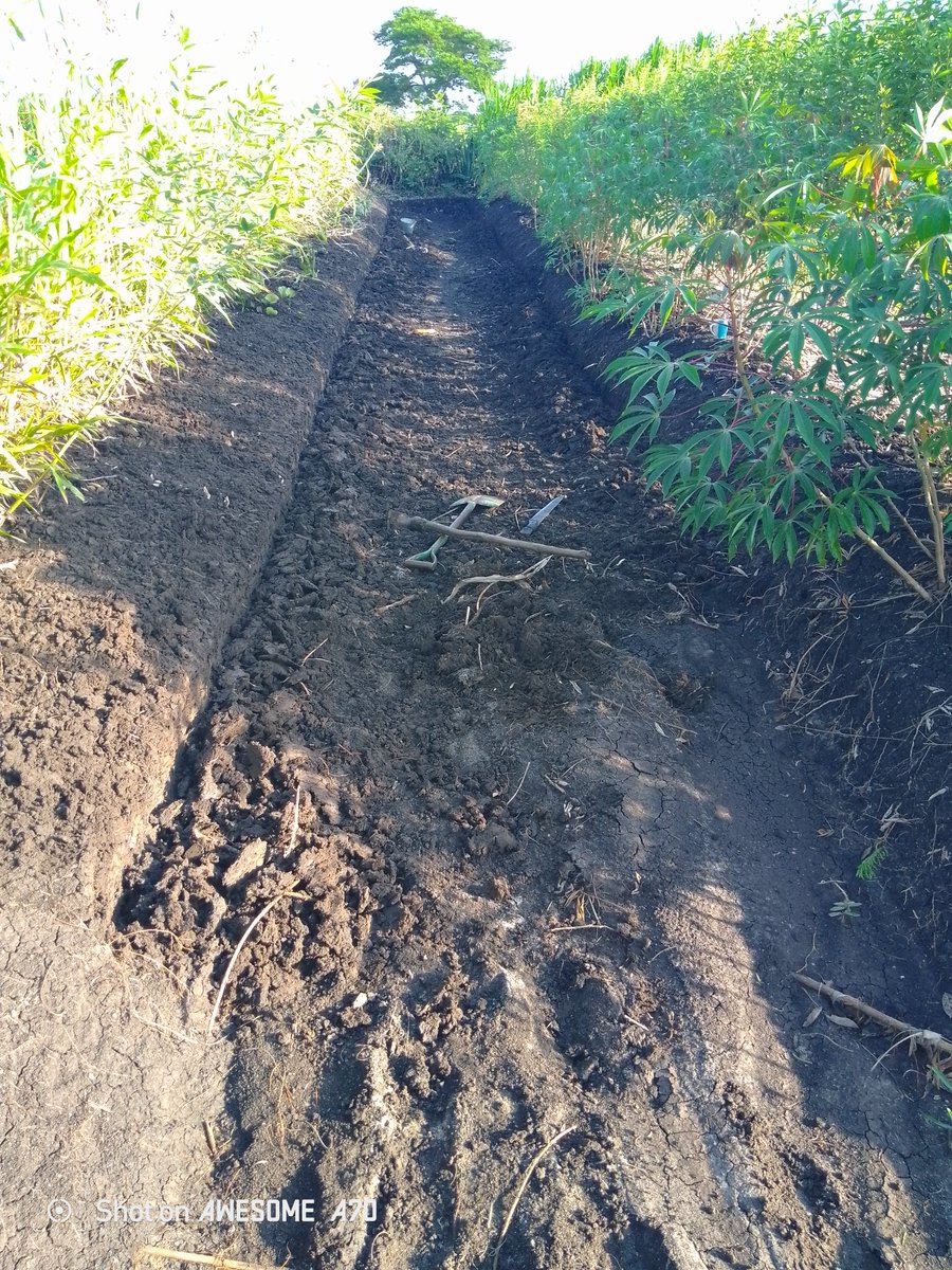 Work in progress. After the rain I have to clear the Silt accumulation off my trenches. I also use this water pathway to monitor how the farm is doing.