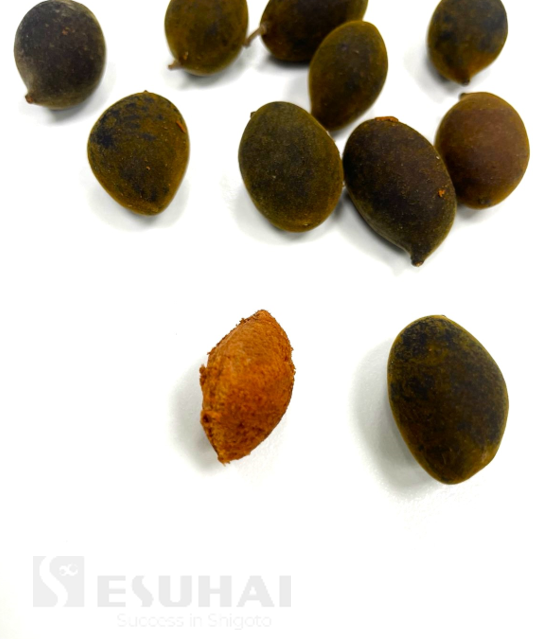 ESUHAI_2006's tweet photo. 珍しい果物?を頂きました🫘和名はベルベットタマリンドというらしいです。
表面はベルベットのようで中身は綿みたいにモフモフ、味はタマリンドでした😋
#企業公式おやつ部
#ぶっちゃけ食べ物に見えない
#エスハイ #技能実習生 #送出機関 #エンジニア #留学 #ベトナム #ホーチミン #育成就労 #Xay https://t.co/1IGlCR66BM