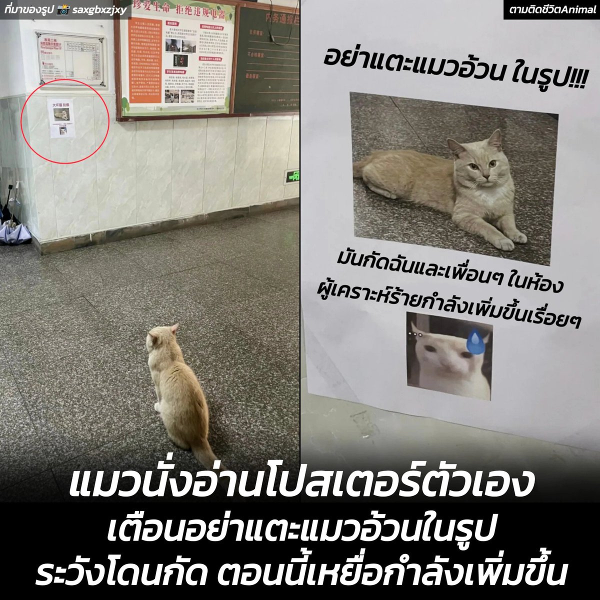 ตามติดชีวิตAnimal tweet media