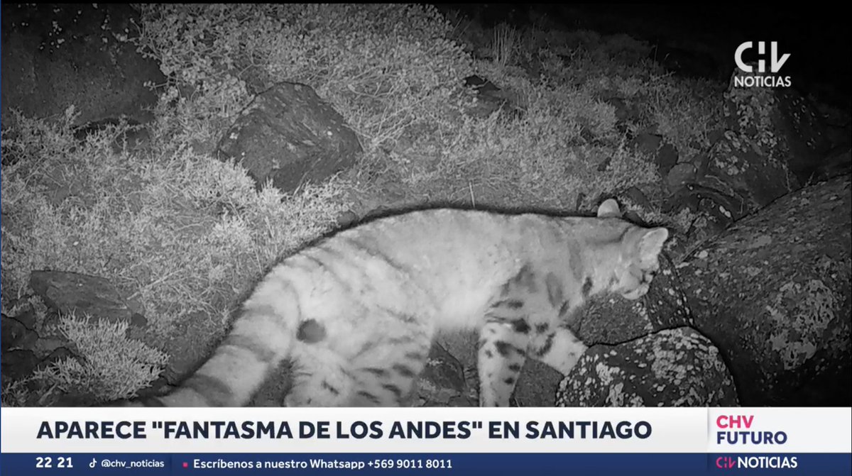 ¿Te perdiste la nota de @chvnoticias sobre el inédito hallazgo de #gatoandino en el Santuario de la Naturaleza #YerbaLoca? 😻 Te dejamos el enlace para que la veas y te enteres de todo 👉 chilevision.cl/noticias/chv-f…