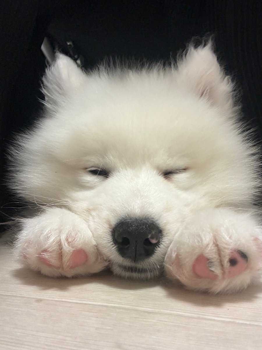 おやすみ💤

#サモエド #サモエドカフェ
#samoyed #samoyedcafe