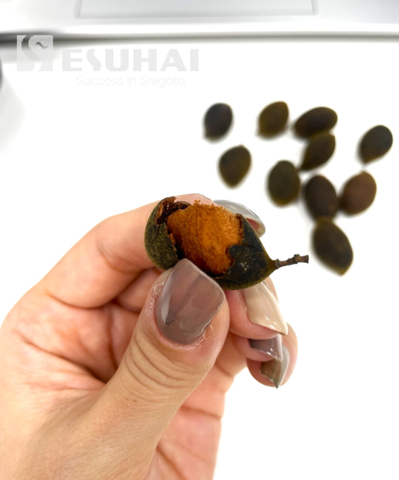 ESUHAI_2006's tweet photo. 珍しい果物?を頂きました🫘和名はベルベットタマリンドというらしいです。
表面はベルベットのようで中身は綿みたいにモフモフ、味はタマリンドでした😋
#企業公式おやつ部
#ぶっちゃけ食べ物に見えない
#エスハイ #技能実習生 #送出機関 #エンジニア #留学 #ベトナム #ホーチミン #育成就労 #Xay https://t.co/1IGlCR66BM