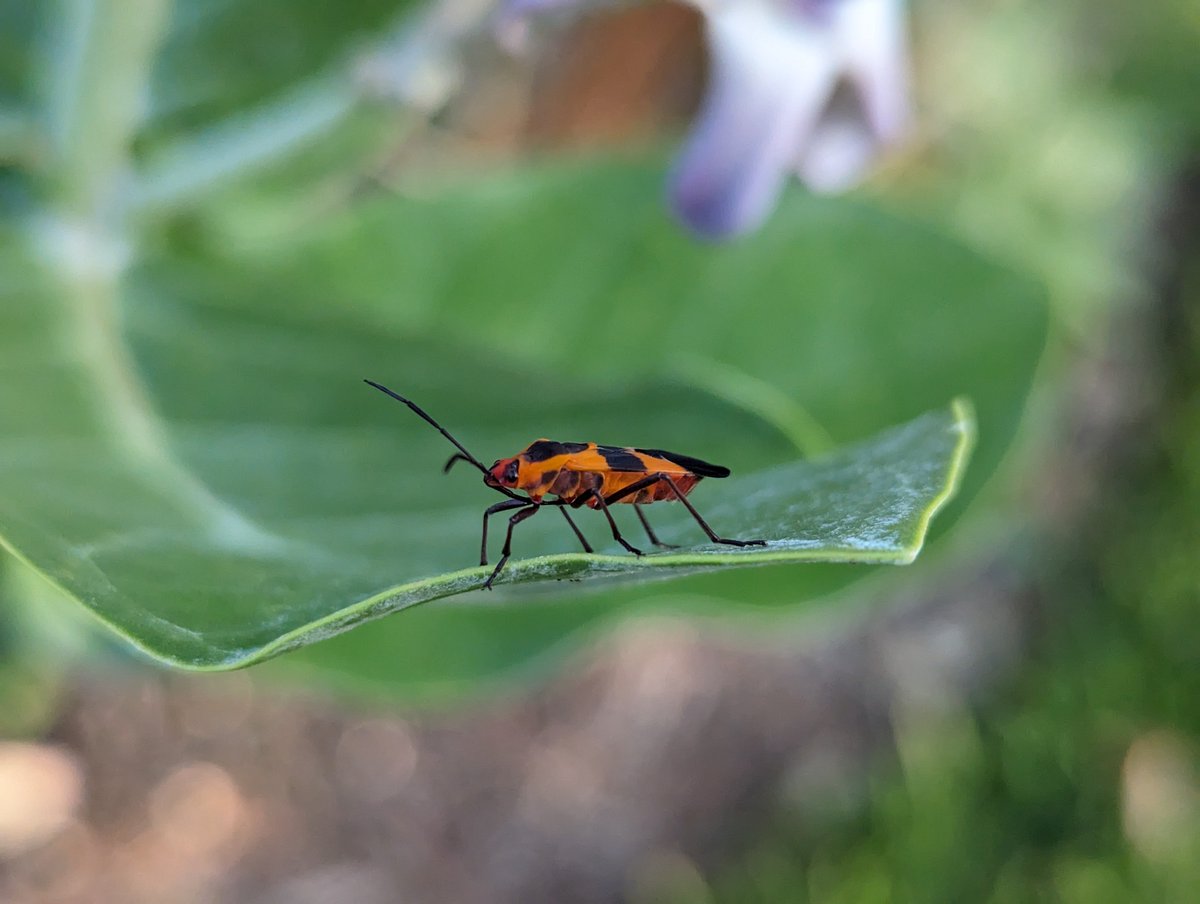 Milkweed bugs don't branch out. They don't need pi to contemplate the curved edge of a milkweed leaf.