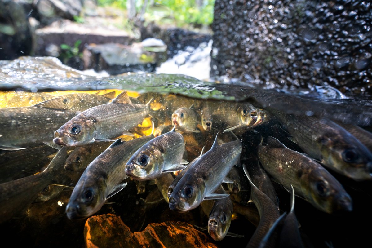 Saturday was World Fish Migration Day #WFMD2024! The #GulfofMaine is home to several species of "sea run fish" that spend a portion of their lives in freshwater and a portion of their lives in the ocean. Read more Sea Grant's work along migration routes: storymaps.arcgis.com/collections/37…