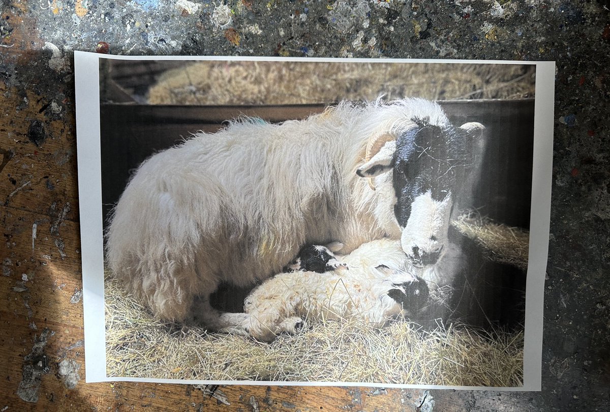 Almost finished, just a few tweaks here and there. Have loved painting this from the fabulous photo by @woolismybread The lighting and composition was so lovely. #lambingshed #twins #sheep #oils