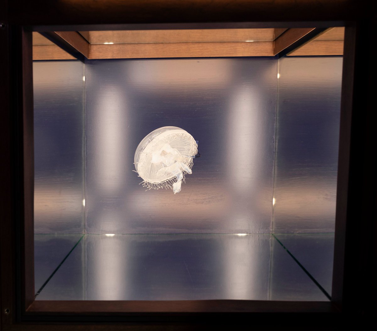 NMIreland's tweet image. Learn about Marine Life for #WorldOceansDay at a free pop-up chat at the National Museum of Ireland- Natural History aka the Dead Zoo on June 8th 2024 with Irish Sign Language (ISL) interpretation. #ISLEvent #ISLaccess
museum.ie/en-IE/Museums/…