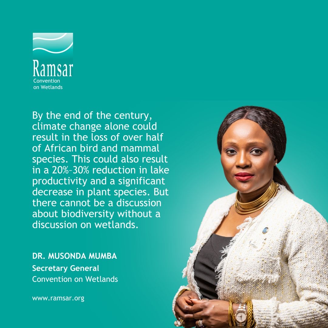 Wetlands are incredibly biodiverse ecosystems that support a wide array of flora and fauna that we depend on. Wetlands ensure food and fresh water, in addition to providing jobs and services to local inhabitants. ➡️ un.org/africarenewal/… #WetlandConservation #WetlandsMatter