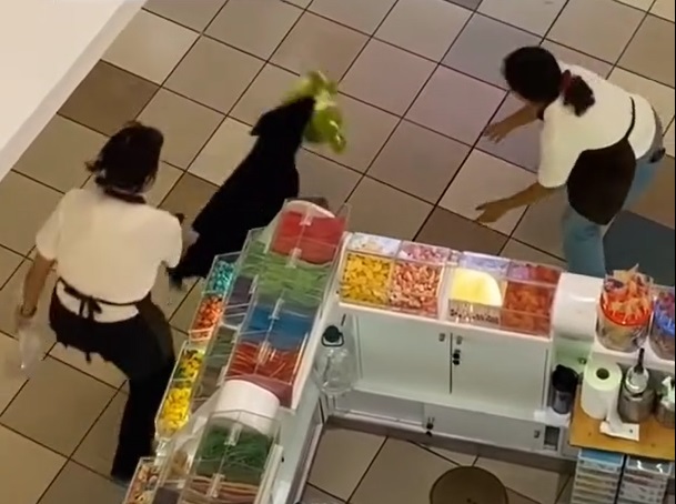 VIDEO I Perro habría escapado con peluche de popular tienda en #Antofagasta
Una niña, un hombre y dos trabajadoras de la tienda, intentan quitarle el muñeco de peluche sin éxito, al menos durante el breve registro difundido. 
antofagasta.tv/categoria/entr…