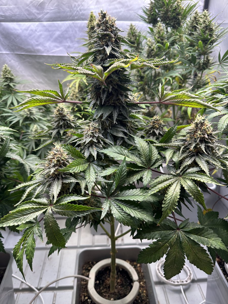 Pensando en los helados que nos vamos a comer este #verano 🍨🌞
Esta genética fotodependiente sorprende con una floración cósmica 🌺repleta de resina y alto THC
#buddhaseeds #cannabisgrower #cannabisclub