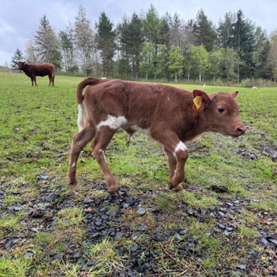 May has seen the arrival of newborn calves joining our herd of rare breed Shetland cattle and a succession of lambs increasing our flock of Chevease sheep. Pictured is the first Shetland calf of the year and Pixie the sheepdog rounding up a ewe and lamb. 📸© Laura MacGregor