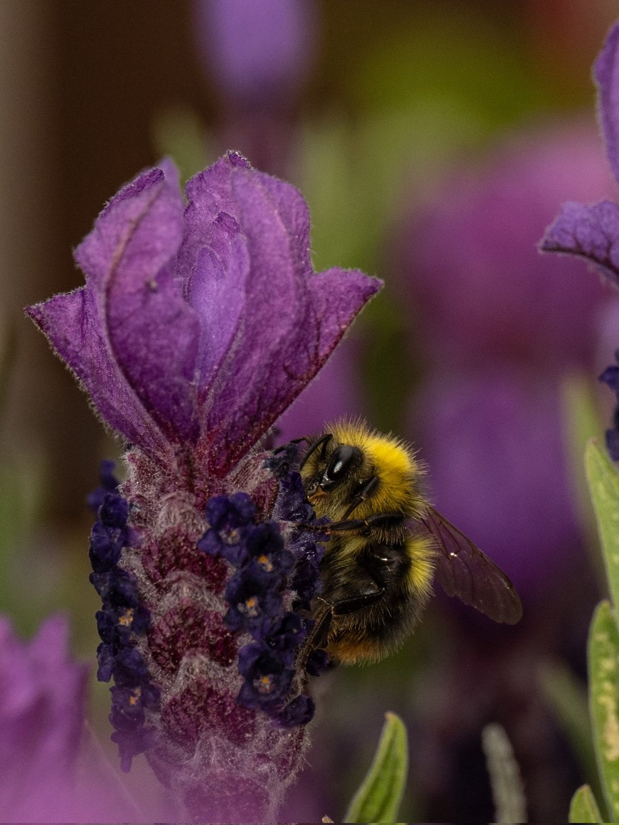 Back in the lavender #Togtweeter #ThePhotoHour #snapyourworld #insects #flies #pollinators #flowers #plants #macro #NaturePhotography #macrophotography #bee #hoverfly #bumblebee