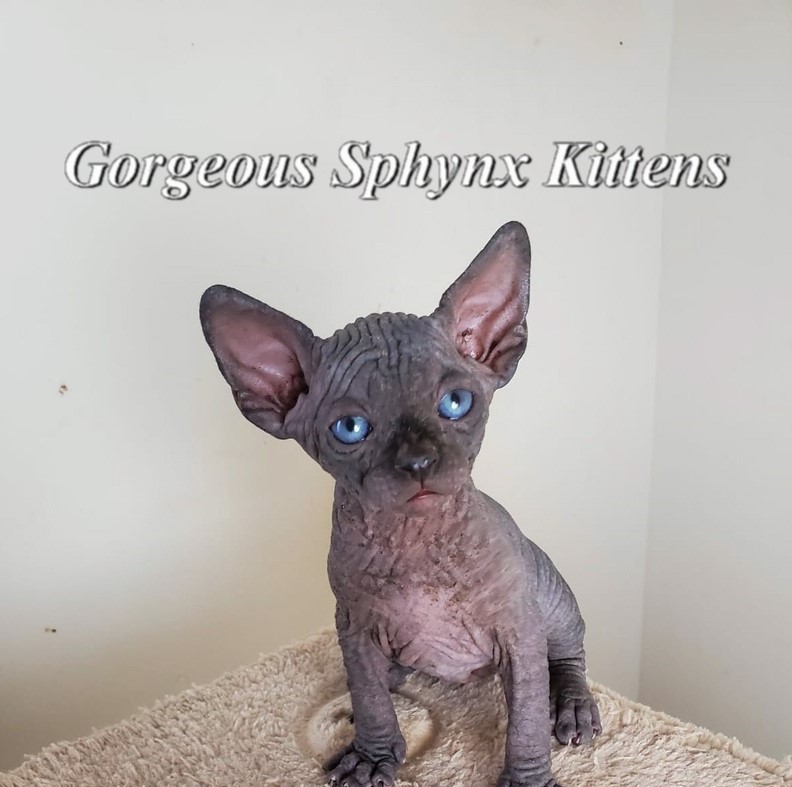 Enhance your pet care experience with my customized sphynx care consultations. Dedicated to improving the wellness of your cherished pet. Contact me today for an exceptional care journey!
#SphynxCareConsultation
statenislandsphynxcats.com