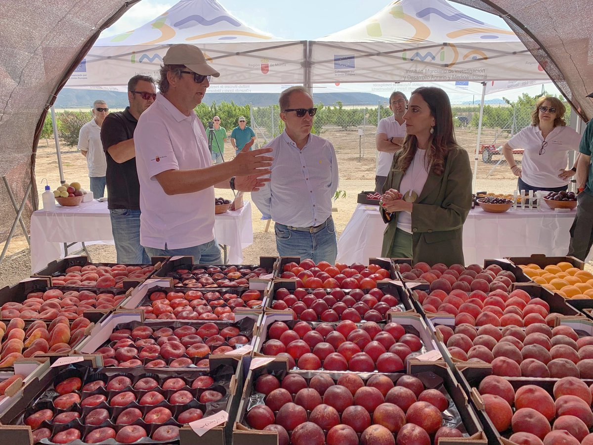 La #RegiónDeMurcia se reafirma como potencia en la investigación y el desarrollo de nuevas variedades de fruta de hueso de alta calidad.

El @imida_murcia pone a disposición de los agricultores 23 nuevas variedades de melocotón, nectarina, paraguayo o ciruelo, entre otros, para