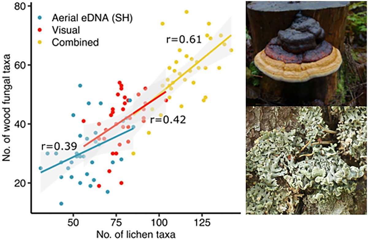 Aerial eDNA contributes vital information for fungal biodiversity assessment🍄

Combining eDNA &amp; visual survey approaches can be valuable in fungal groups that have challenging taxonomy, inhabit partly inaccessible microhabitats, or have high diversity

🔗 doi.org/10.1111/1365-2…