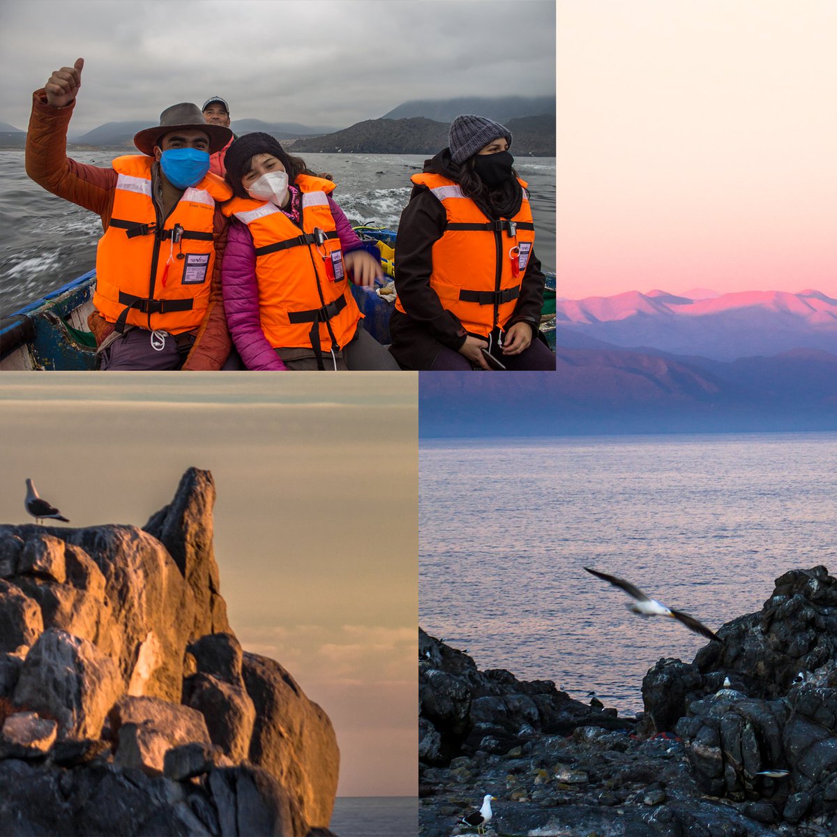 Island Conservation tweet media