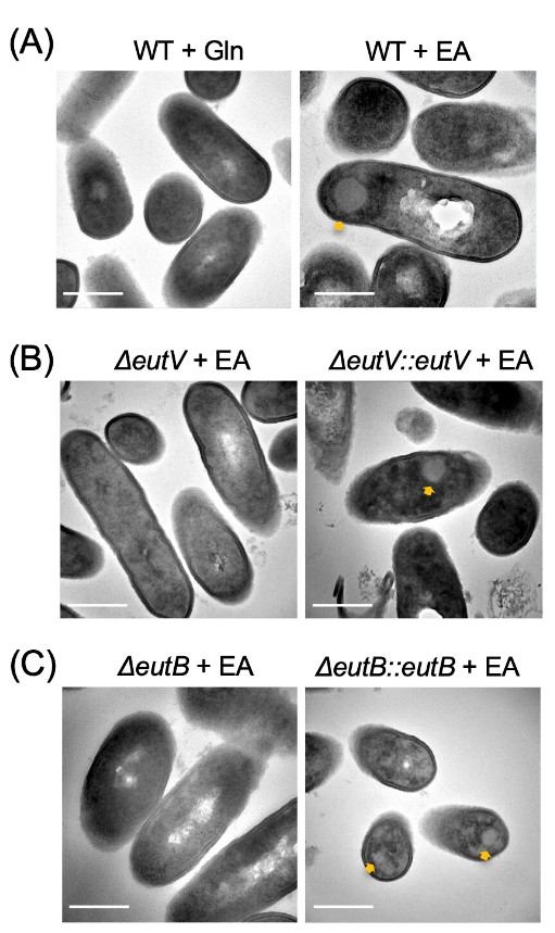 Ethanolamine (EA), a compound derived from cell membranes, is rich in the gut. This #IAIJournal study finds that EA sensing and utilization during Listeria monocytogenes intracellular infection are important for bacterial replication and immune evasion. asm.social/1Tf